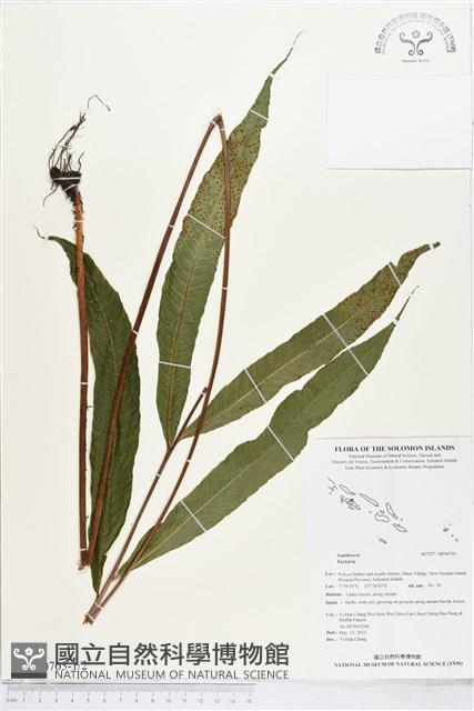 登錄號:BP00705藏品圖，第1張