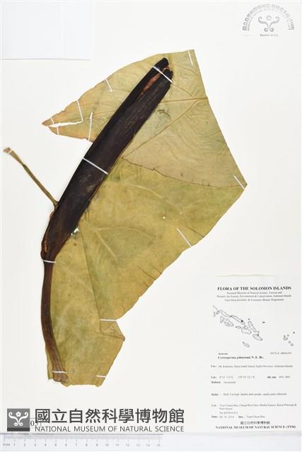 紅脈曲籽芋藏品圖，第1張