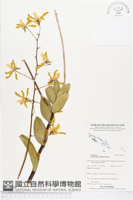 登錄號:BS03705藏品圖，第1張