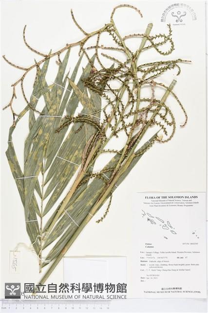 登錄號:BS02505藏品圖，第1張