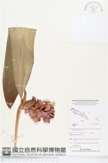 登錄號:BS04505藏品圖，第1張