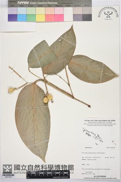 登錄號:BS07505藏品圖，第1張