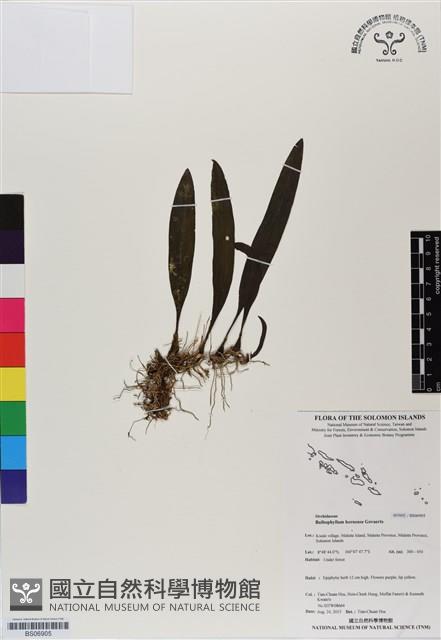 登錄號:BS06905藏品圖，第1張