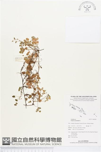 酢漿草藏品圖，第1張