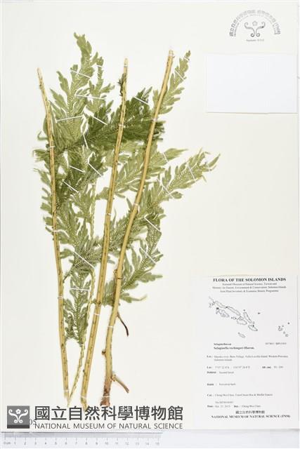 登錄號:BP01905藏品圖，第1張