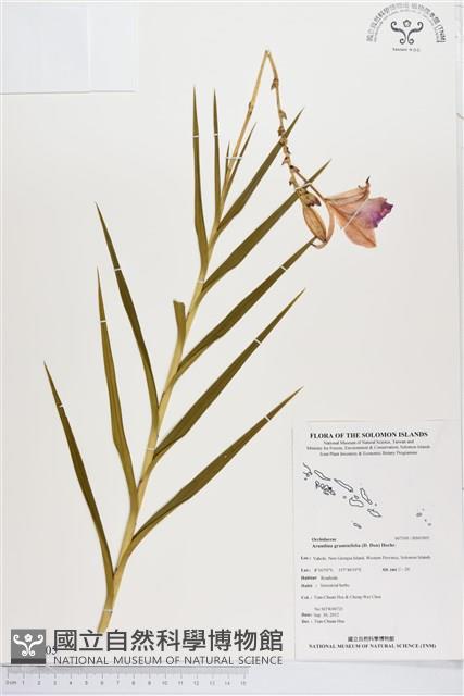 葦草蘭、鳥仔花、竹葉蘭藏品圖，第1張