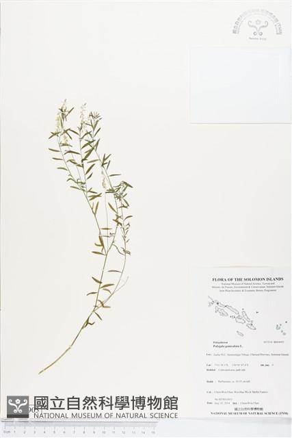 圓錐花遠志藏品圖，第1張