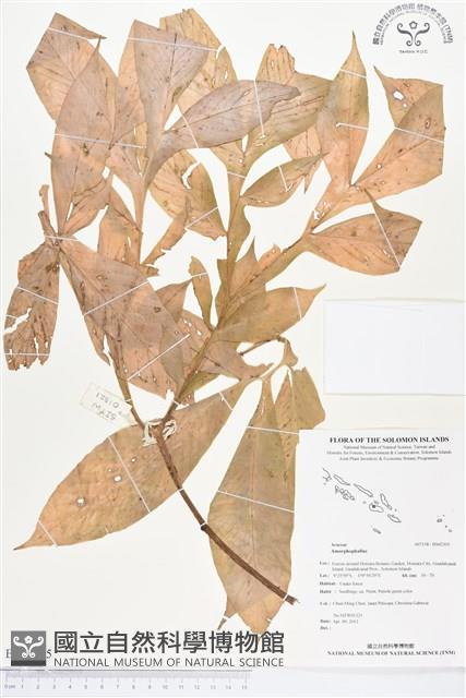 登錄號:BS02305藏品圖，第1張