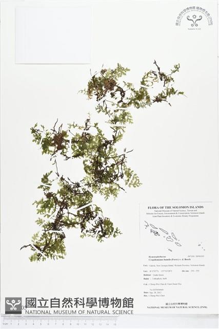 厚邊蕨藏品圖，第1張