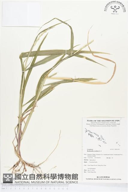 羅氏草藏品圖，第1張