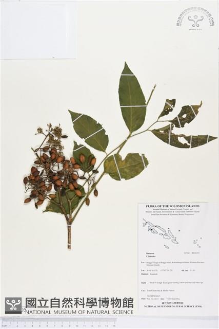 登錄號:BS04305藏品圖，第1張