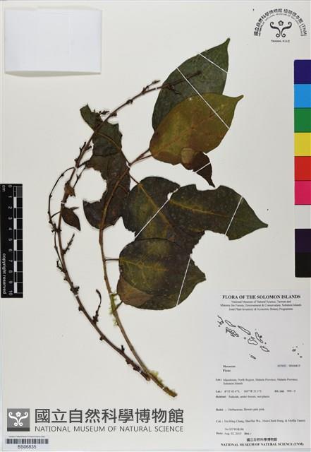 登錄號:BS06835藏品圖，第1張