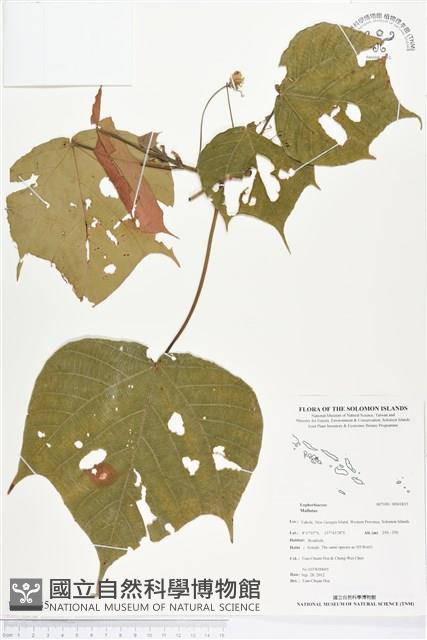 登錄號:BS01835藏品圖，第1張