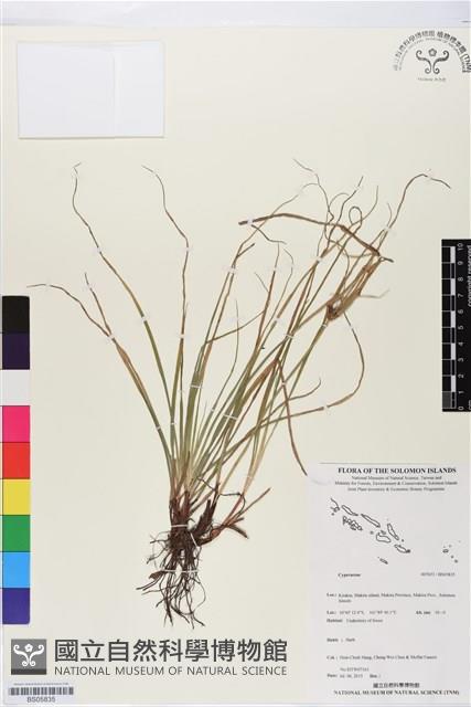 登錄號:BS05835藏品圖，第1張