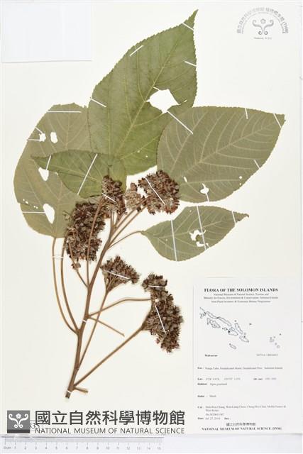 登錄號:BS04835藏品圖，第1張