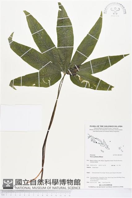 登錄號:BS03835藏品圖，第1張