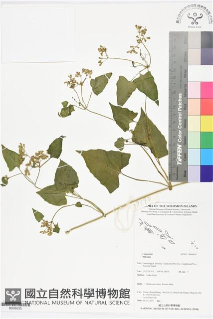 登錄號:BS06035藏品圖，第1張