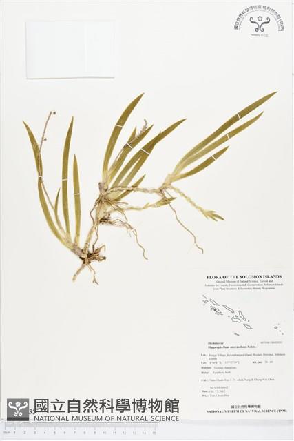 登錄號:BS02035藏品圖，第1張