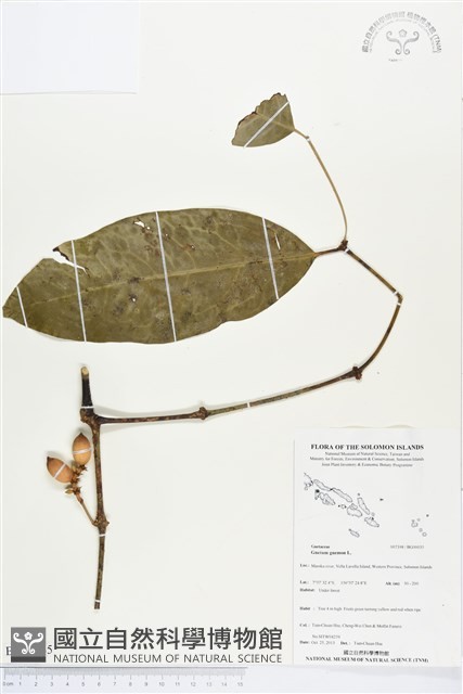 買麻樹藏品圖，第1張