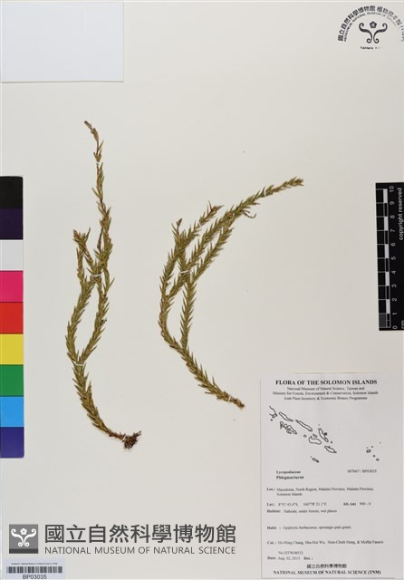 登錄號:BP03035藏品圖，第1張
