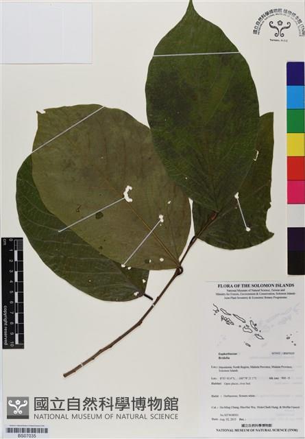 登錄號:BS07035藏品圖，第1張