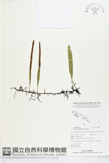 抱樹石葦藏品圖，第1張