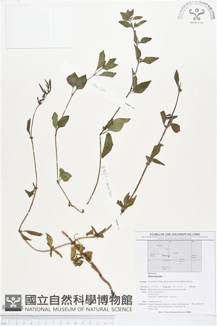 登錄號:BS01635藏品圖，第1張