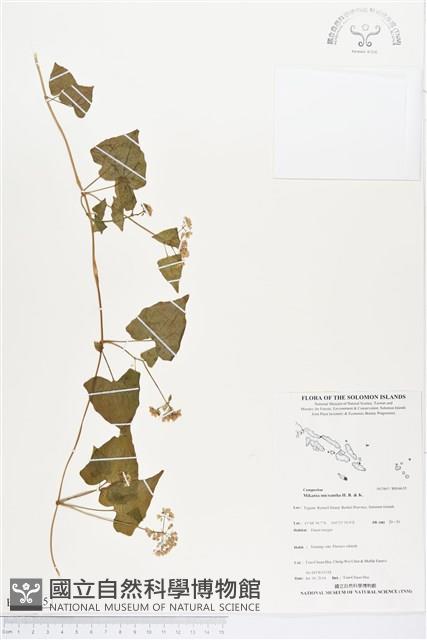 小花蔓澤蘭藏品圖，第1張