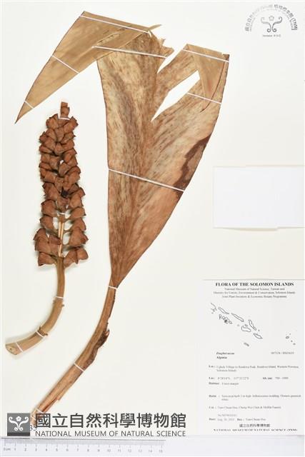 登錄號:BS03635藏品圖，第1張