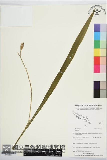 登錄號:BS07635藏品圖，第1張