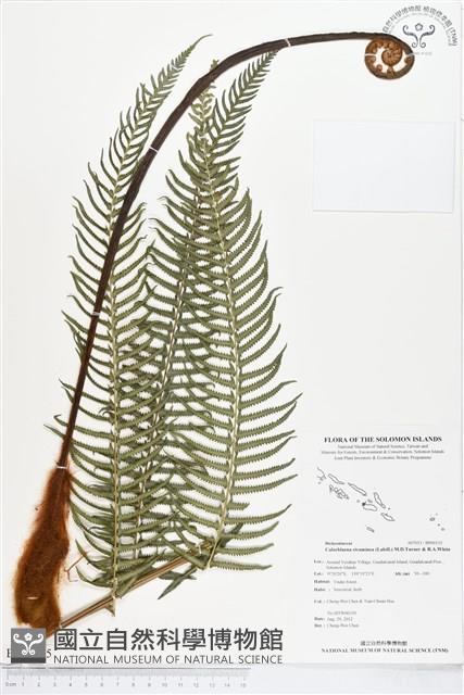 登錄號:BP00135藏品圖，第1張