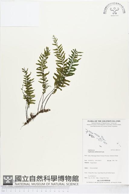 單邊鐵角蕨藏品圖，第1張