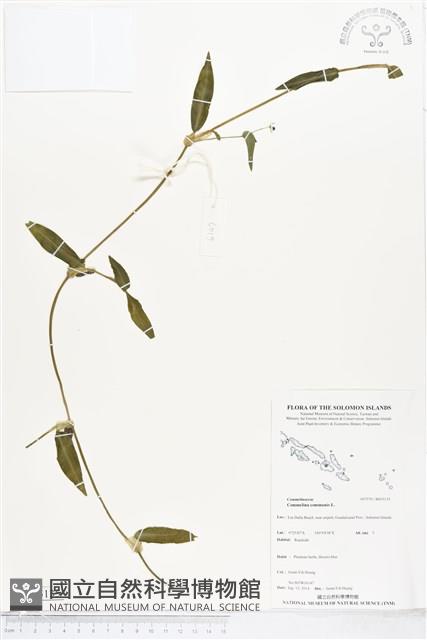 鴨跖草藏品圖，第1張