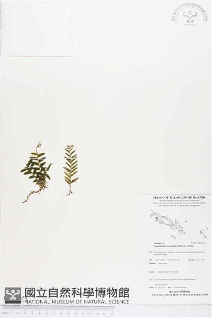 登錄號:BS04135藏品圖，第1張