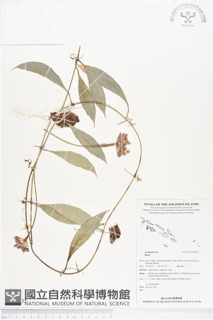 登錄號:BS02435藏品圖，第1張