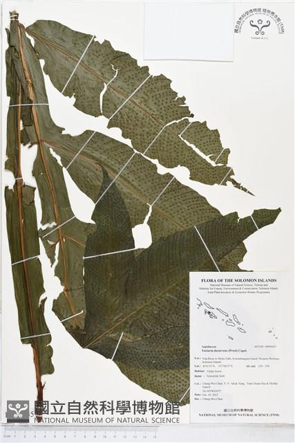 翅柄三叉蕨藏品圖，第1張