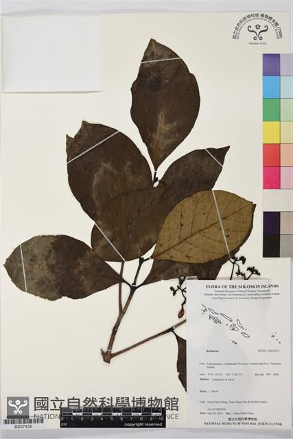 登錄號:BS07435藏品圖，第1張