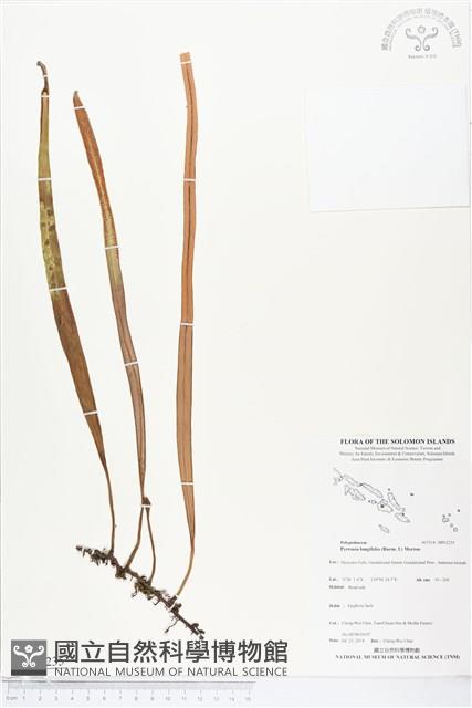 南洋石葦藏品圖，第1張