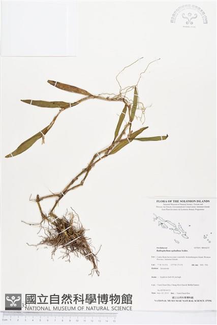 登錄號:BS04235藏品圖，第1張