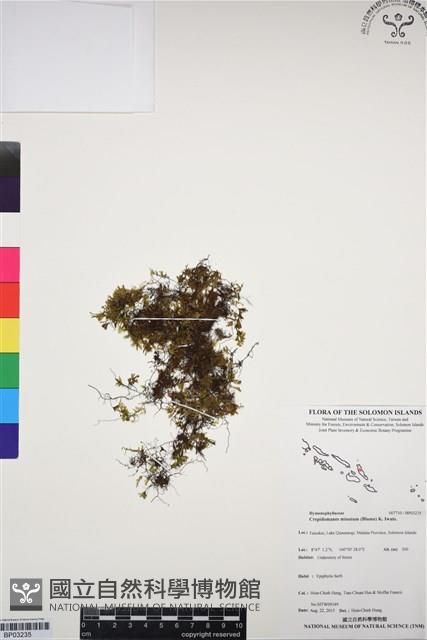 團扇蕨藏品圖，第1張