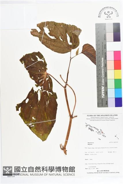 登錄號:BS07235藏品圖，第1張