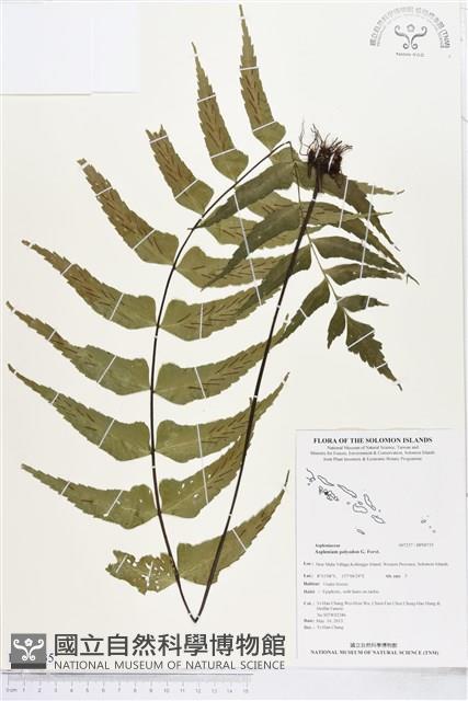 革葉鐵角蕨藏品圖，第1張