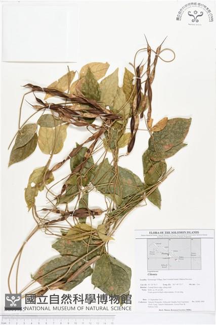 Accession Number:BS01735 Collection Image