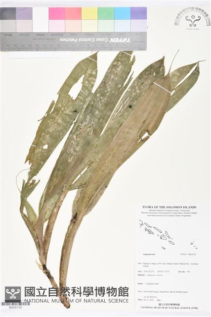 登錄號:BS05735藏品圖，第1張