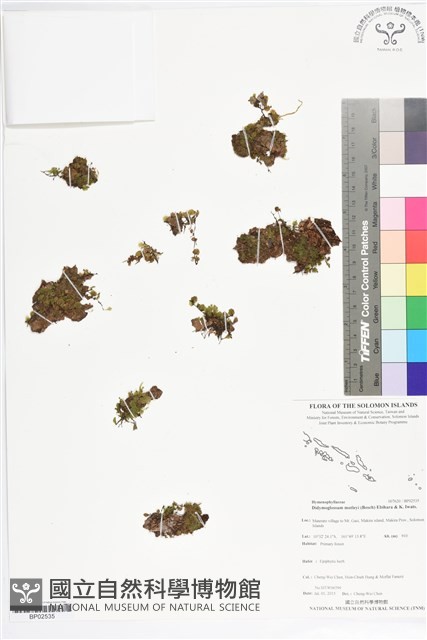 短柄單葉假脈蕨藏品圖，第1張
