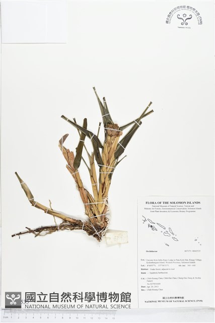 登錄號:BS02535藏品圖，第1張