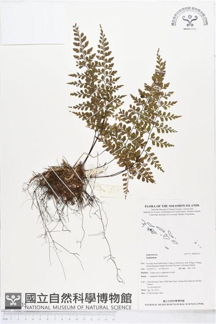 登錄號:BP00535藏品圖，第1張