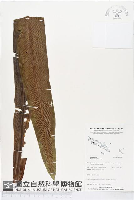 臺灣山蘇花藏品圖，第1張