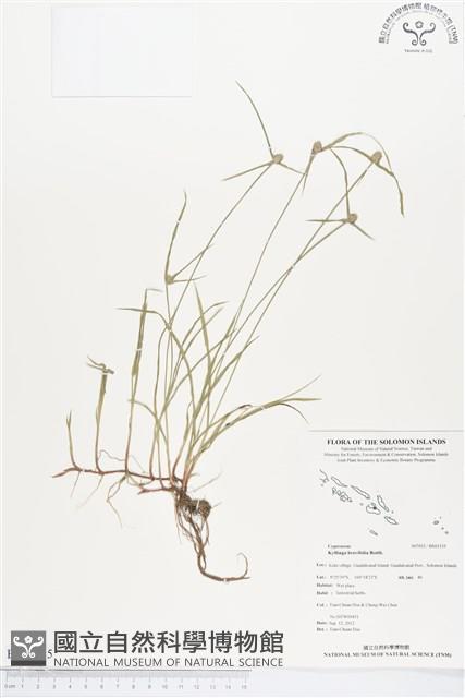 短葉水蜈蚣藏品圖，第1張