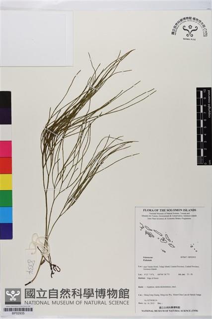 登錄號:BP02935藏品圖，第1張